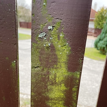 Mohaeltávolító koncentrátum