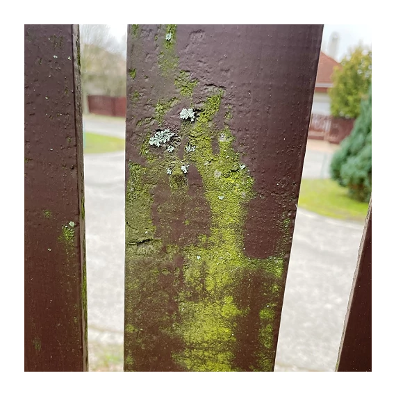 Mohaeltávolító koncentrátum